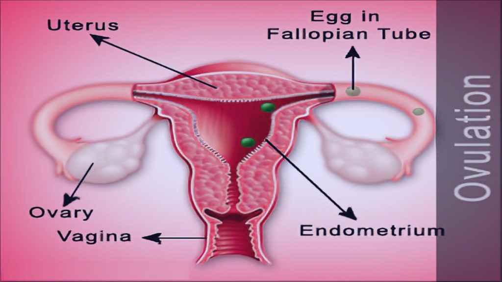 Ovulation पीरियड क्या है? मां बनने से पहले जान लें ये जरुरी बाते ! जिससे होगी हेल्दी प्रेगनेंसी और रहेंगी सुरक्षित